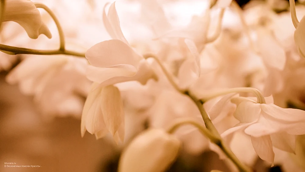 Beige Blumen