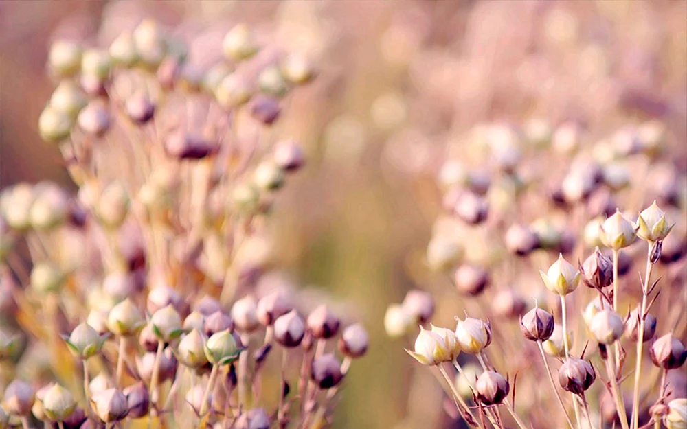 Beige Blumen