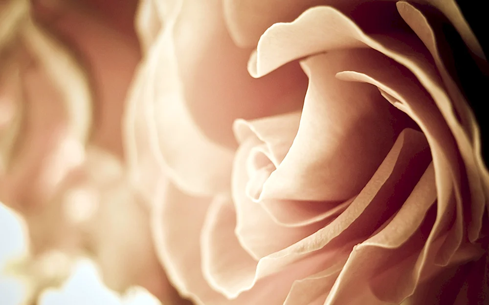 Beige Blumen