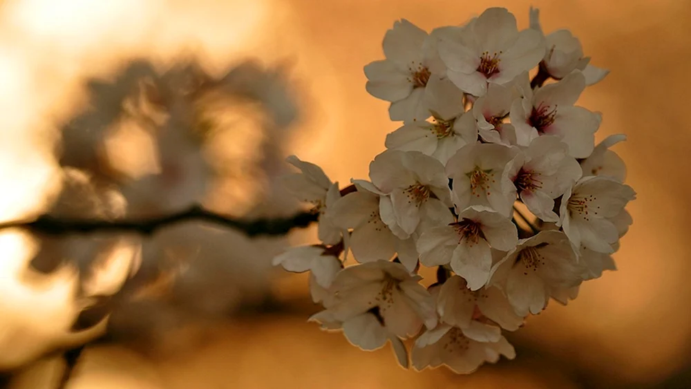 Beige Blumen