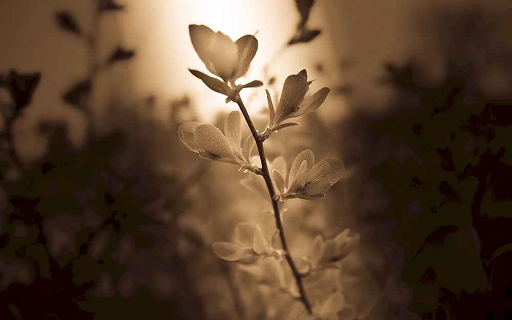 Beige Blumen