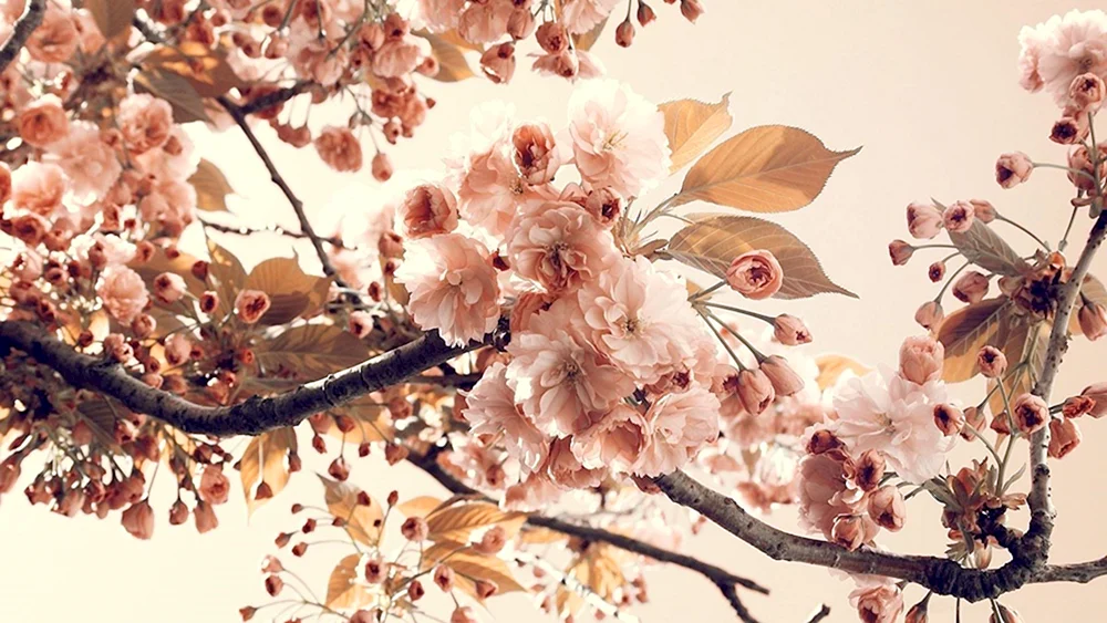 Beige Blumen