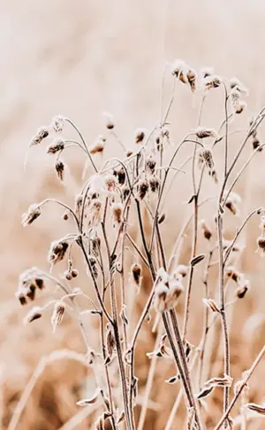 Beige Farbe in der Natur
