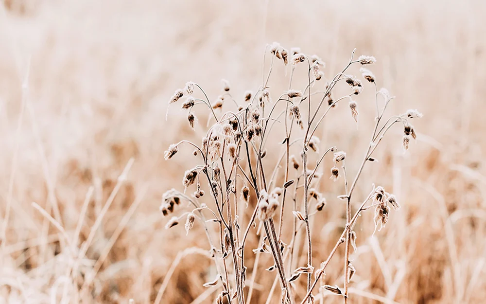 Beige Farbe in der Natur