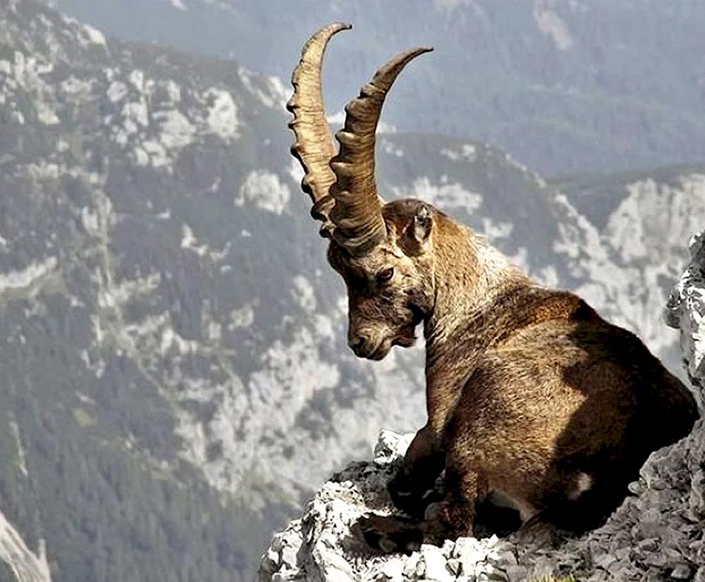 Tur Stier ist ausgestorben