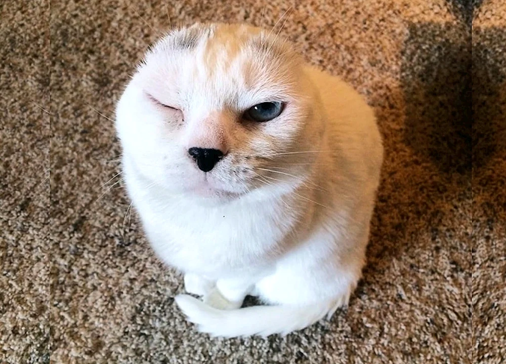 Fellkatze