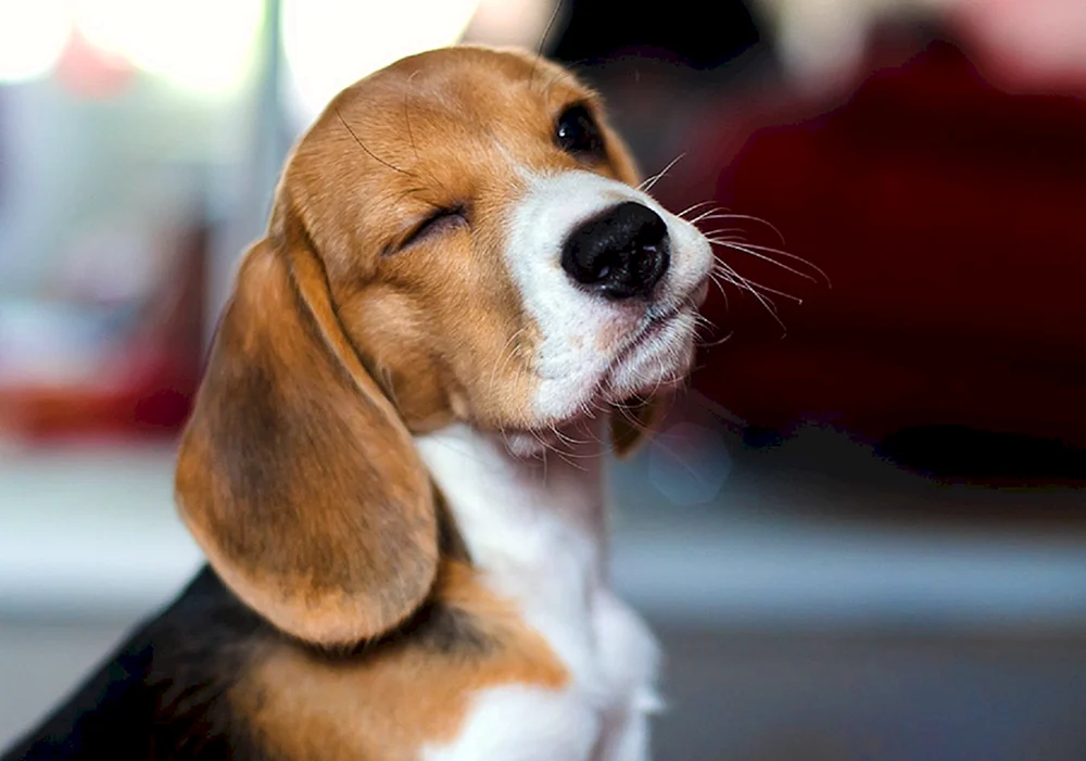 Beagle Hunderasse