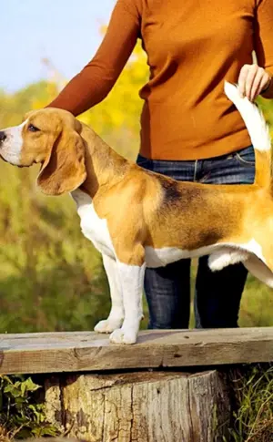 Beagle