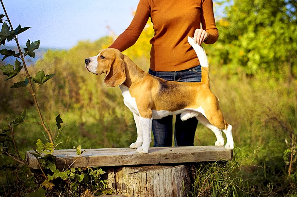 Beagle