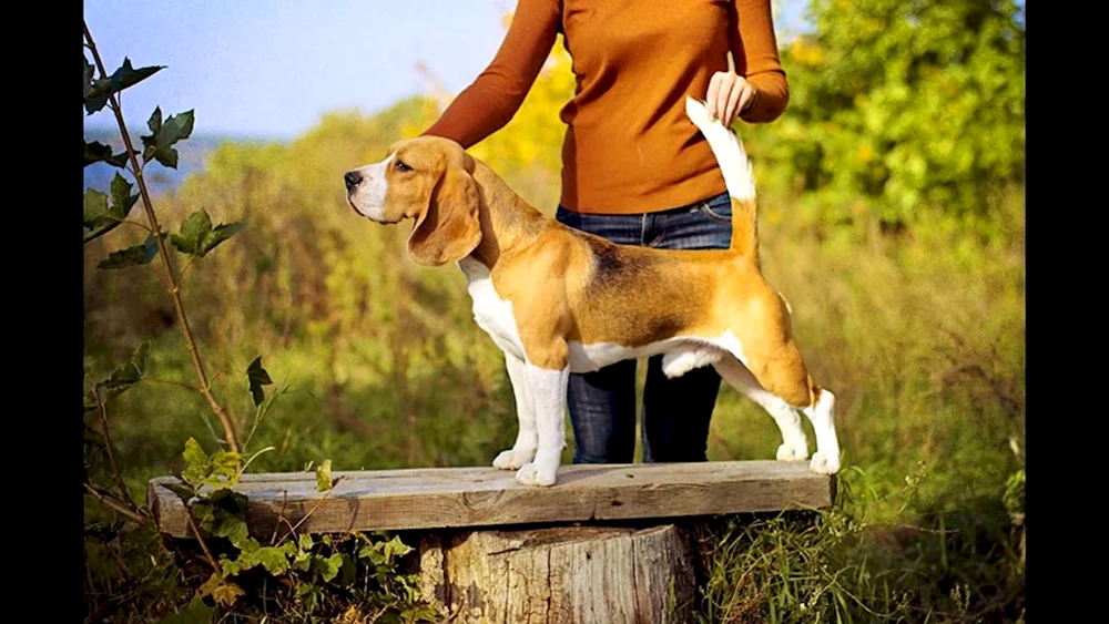 Beagle-Rasse