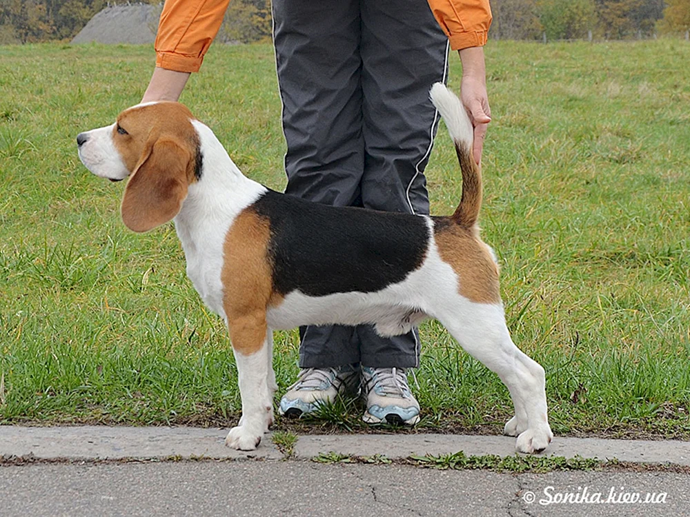 Rasse des Beagle