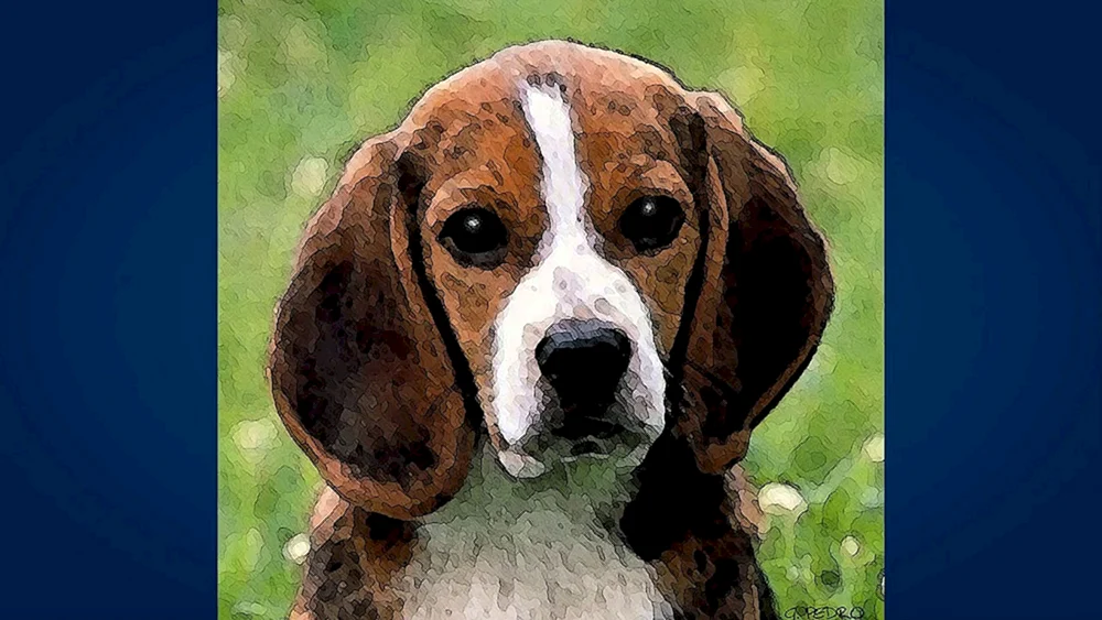 Beagle Harrier