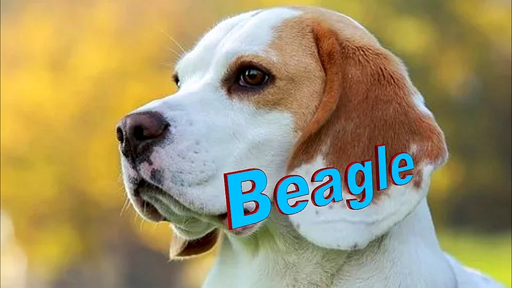Beagle