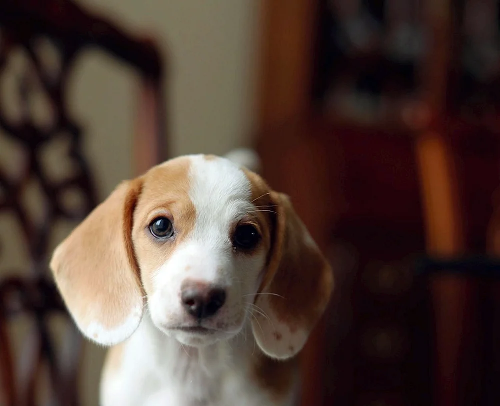 Corgi lop-eared
