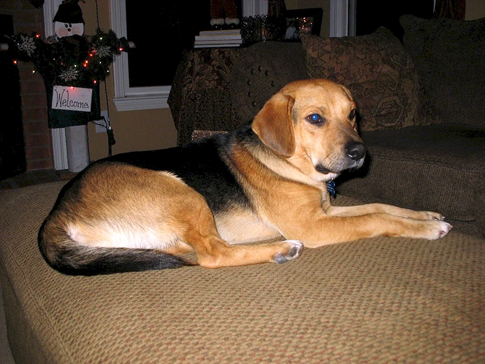 Métis. Labrador