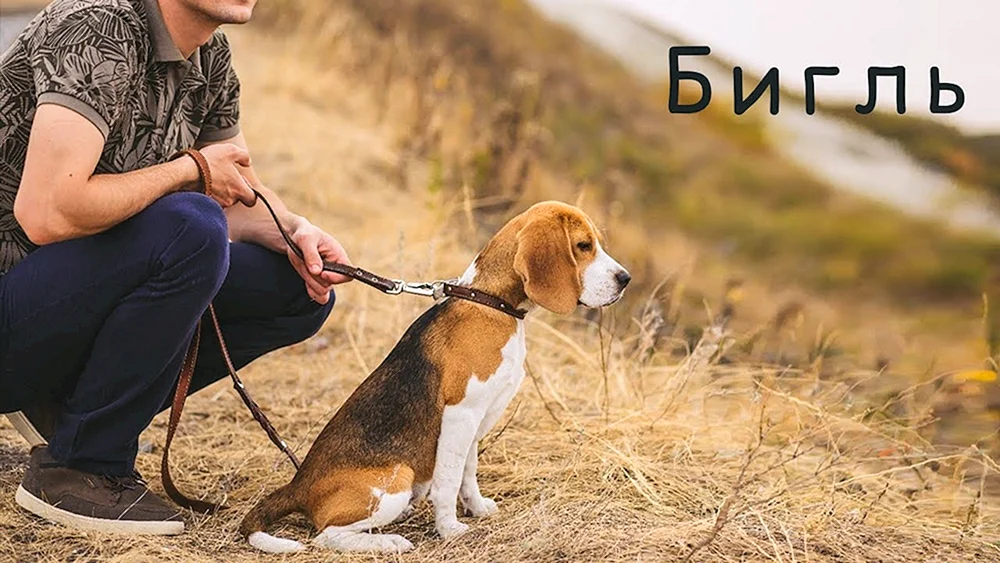 Rasse des Beagle
