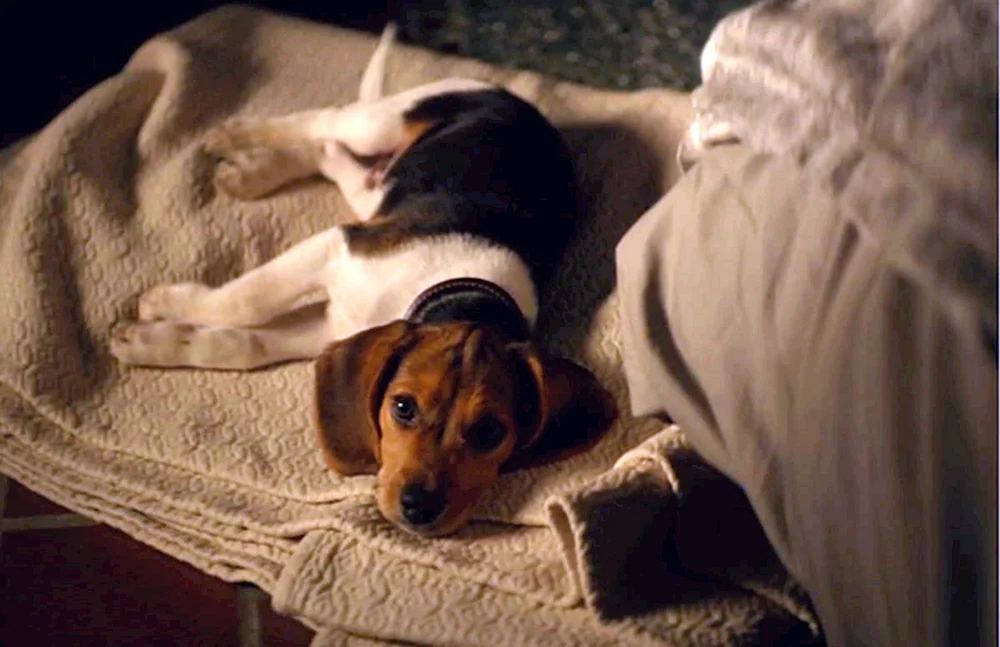 Beagle John Wick