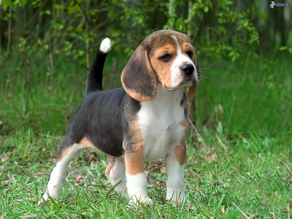 King Charles Spaniel