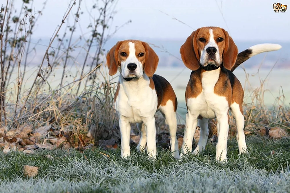 Beagle Hund