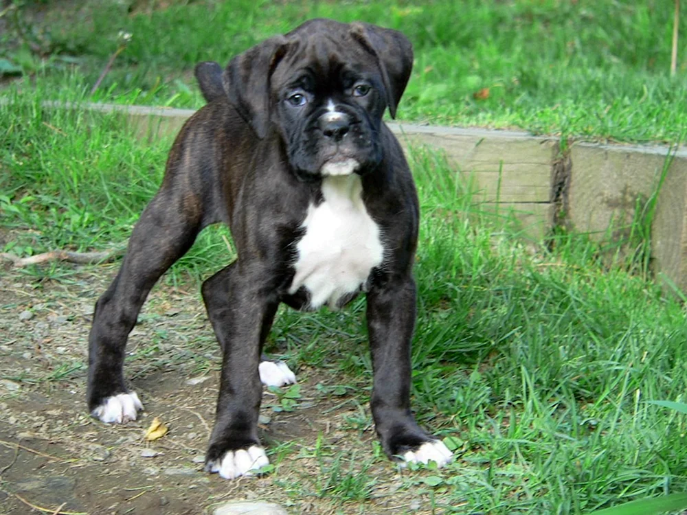 Beagle deutscher Boxer