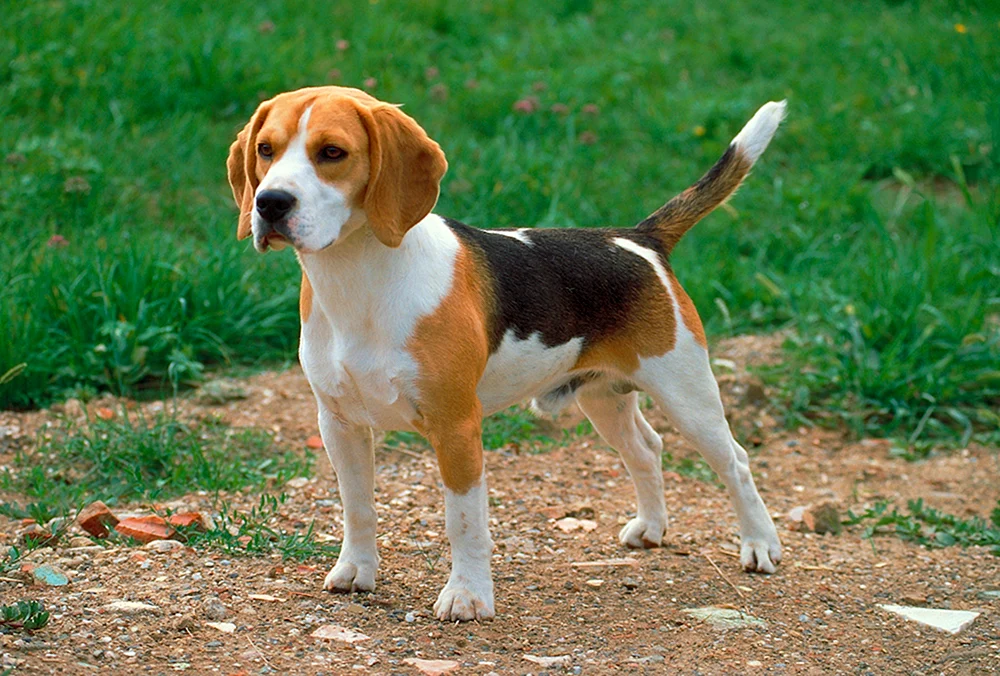 Rasse des Beagle-Hundes