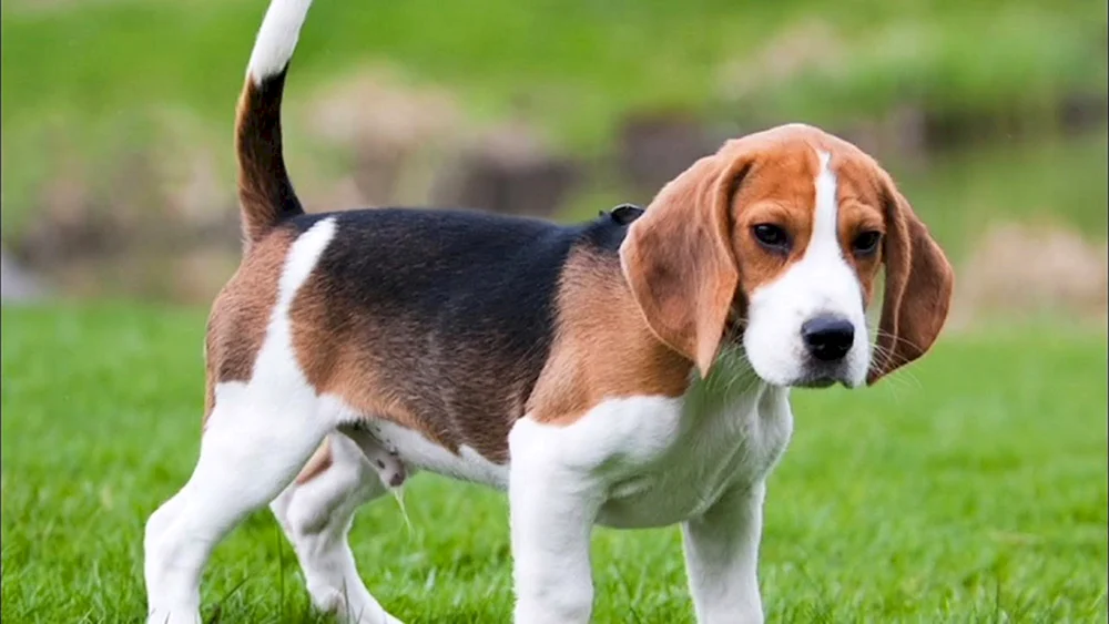 Rasse Beagle