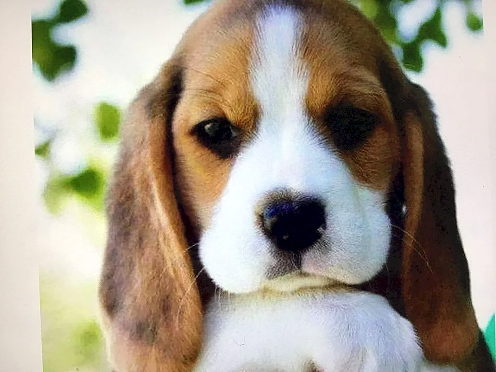 Beagle Rasse