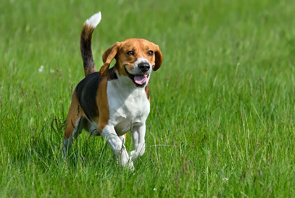 Beagle Hund