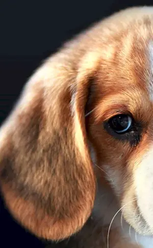 Beagle Hund