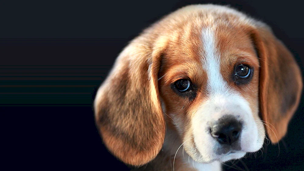 Beagle Hund