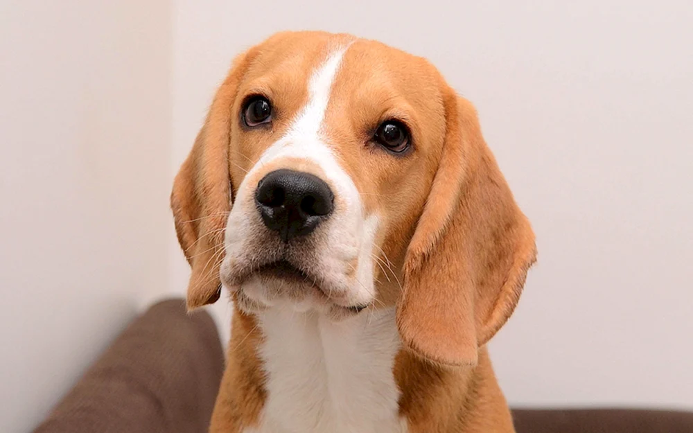 Hunderasse Beagle