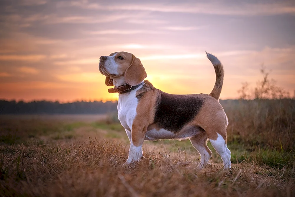 Beagle Hunderasse
