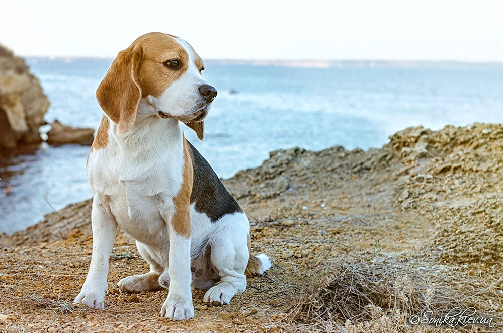 Beagle Hunderasse