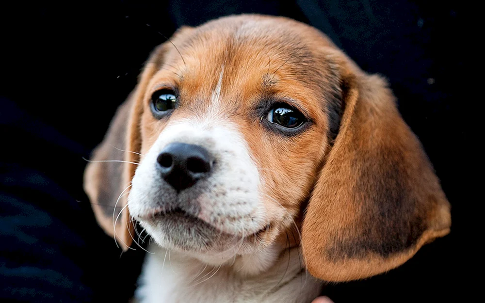 Beaglehund
