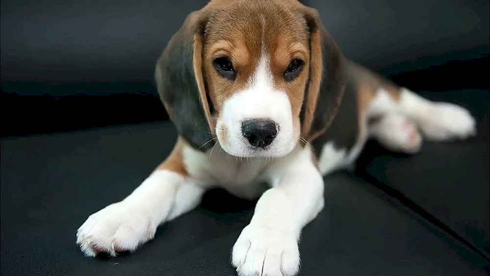 Beagle-Rasse
