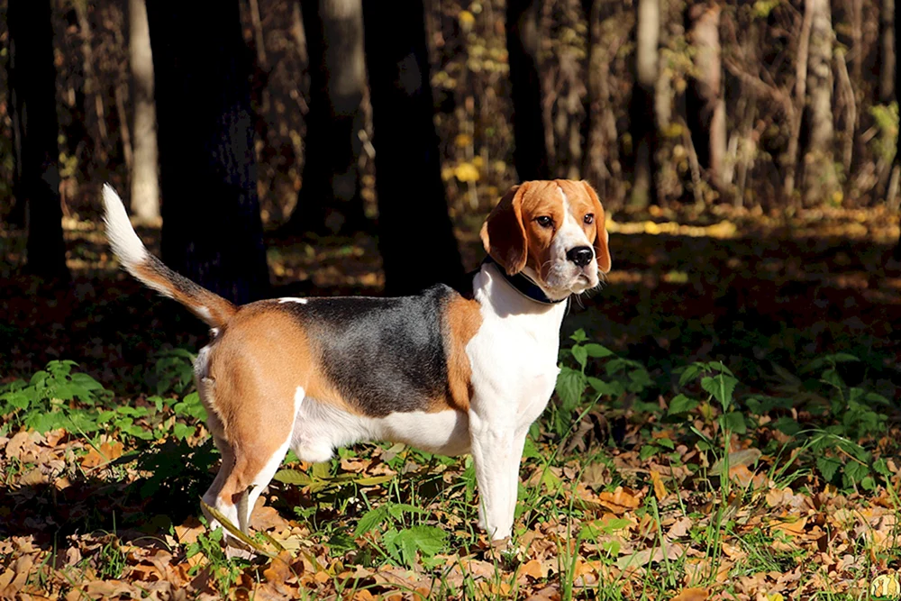 Beagle-Rasse