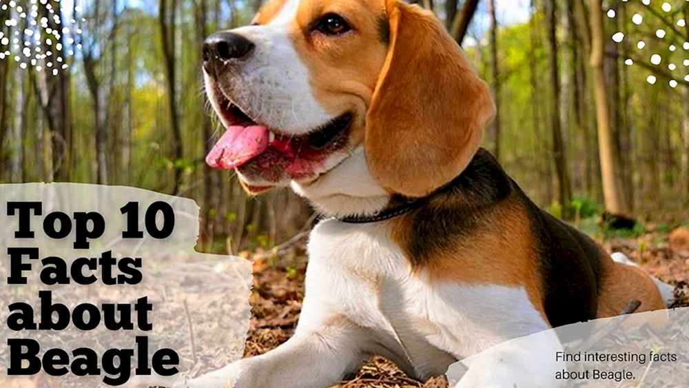 Beagle-Rasse