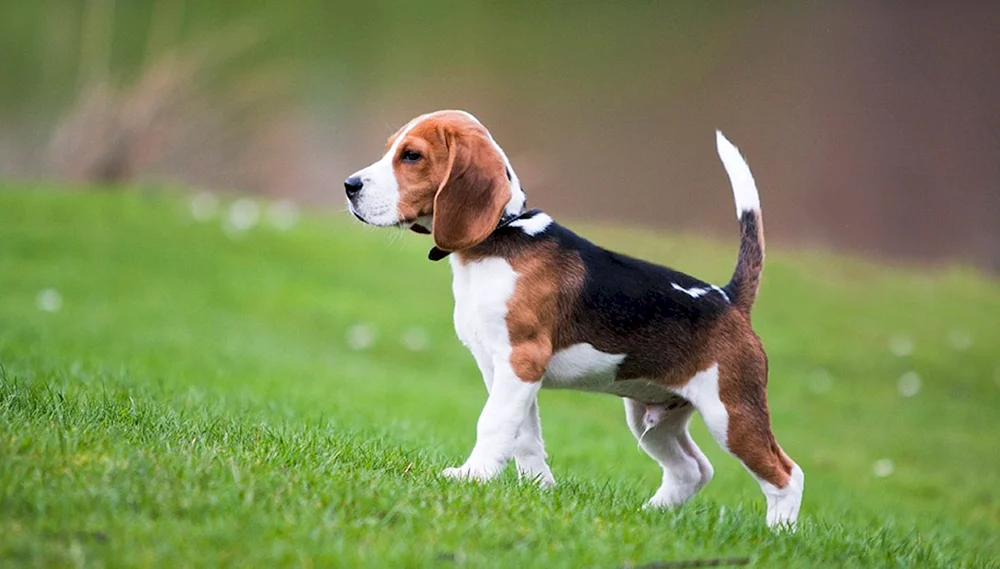 Beagle-Rasse
