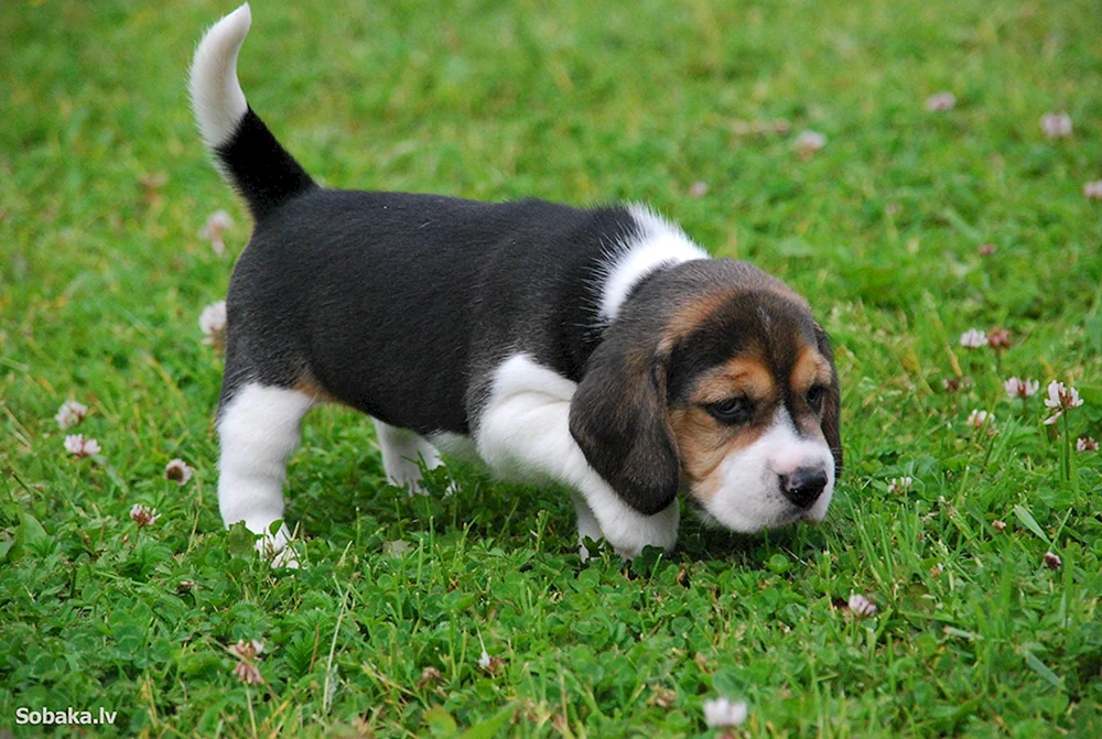 Beagle Harrier