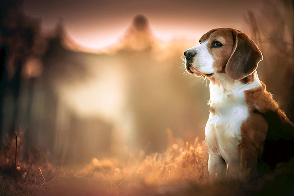 Hunde