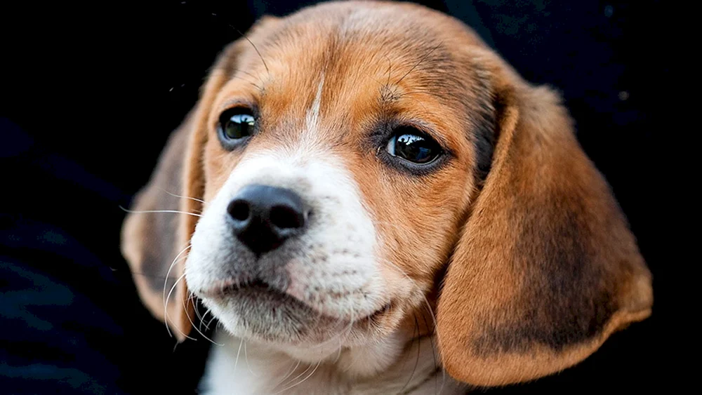 Beagle Hunderasse.