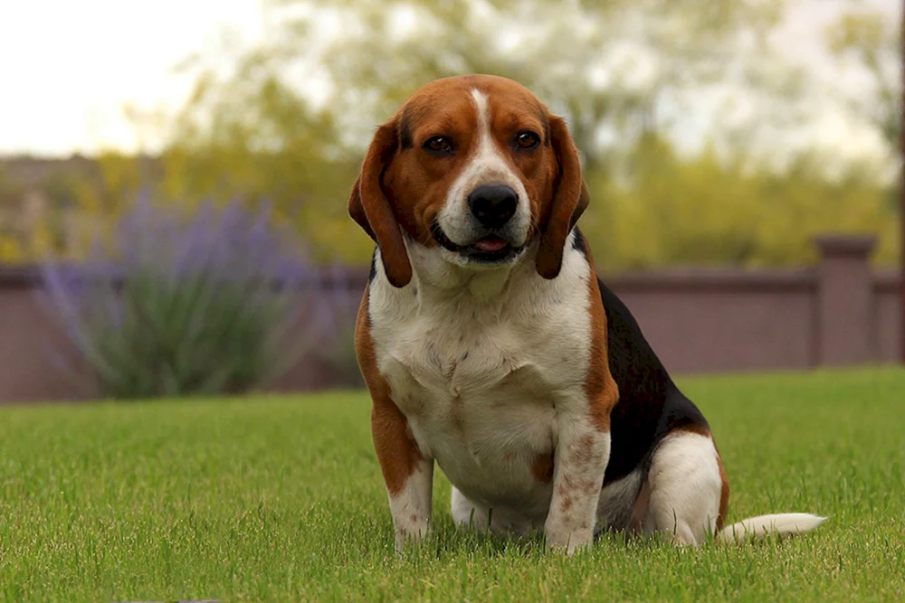 Rasse des Beagle-Hundes