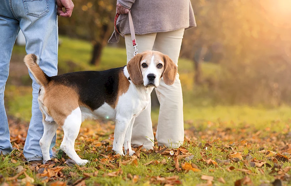 Rasse des Beagle-Hundes