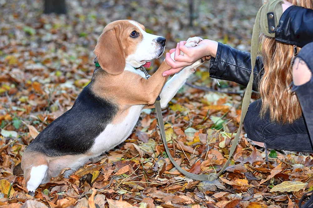 Beagle Hunderasse