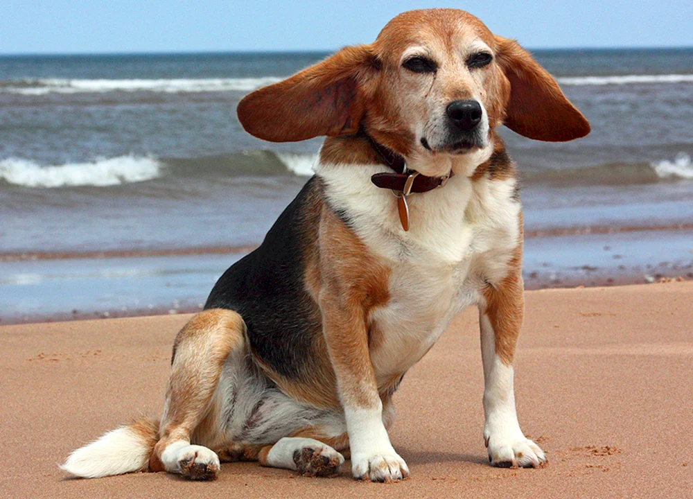 Beagle Hund