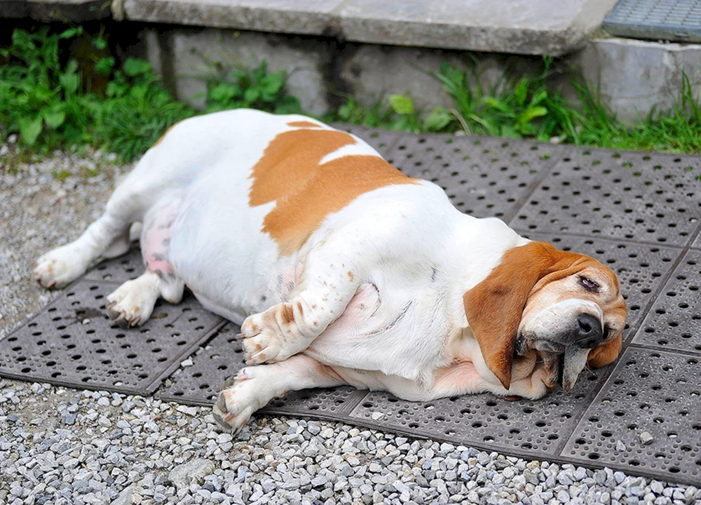 Amerikanische Bulldogge