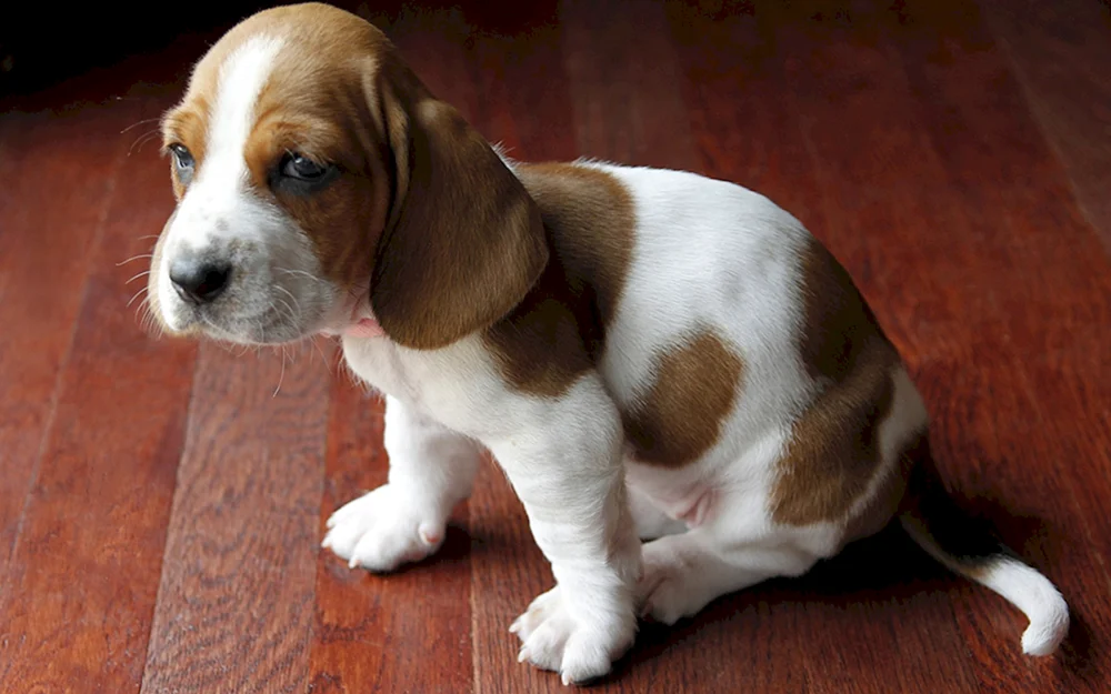 Beagle Spaniel