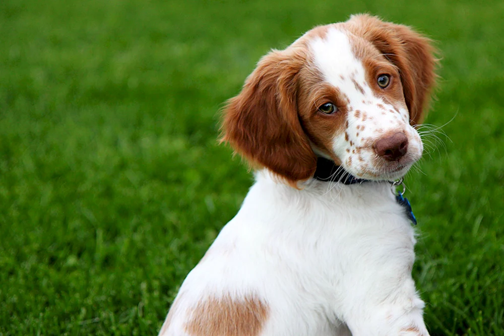 Hunderasse Beagle