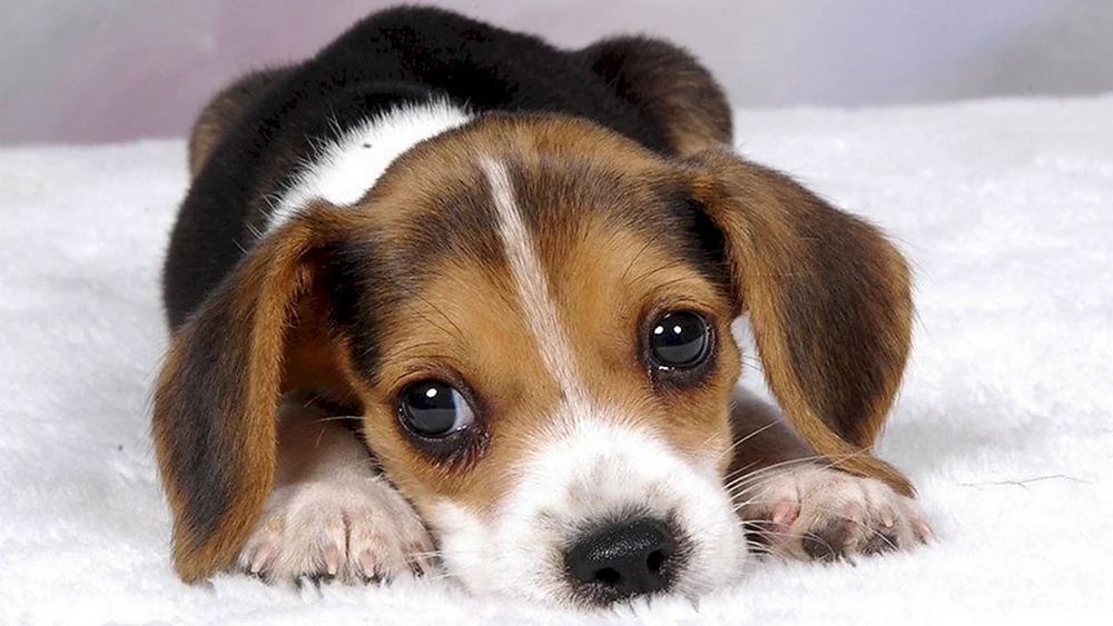 Süße Hunde