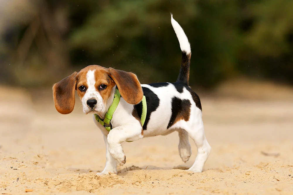 Beagle Hunderasse